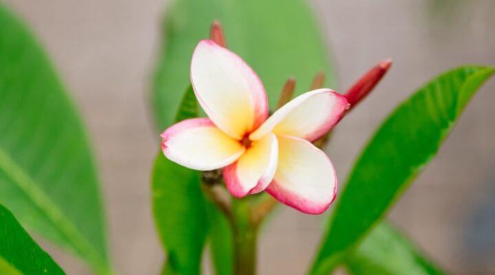 greenhouse-plumeria greenhouse-plumeria
