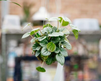 kokedama-1 kokedama-1