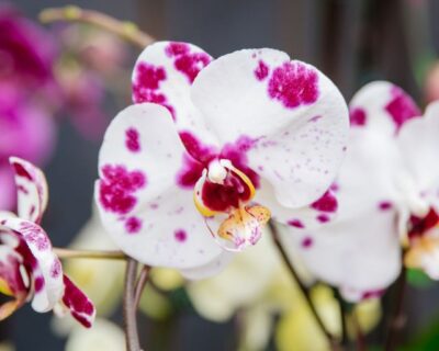 orchid-1 orchid-1