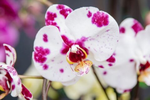 orchid-1