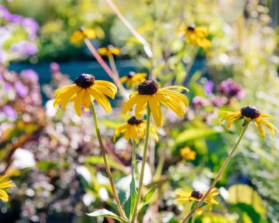 perennials-rudbeckia perennials-rudbeckia