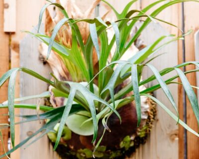 staghorn-1 staghorn-1
