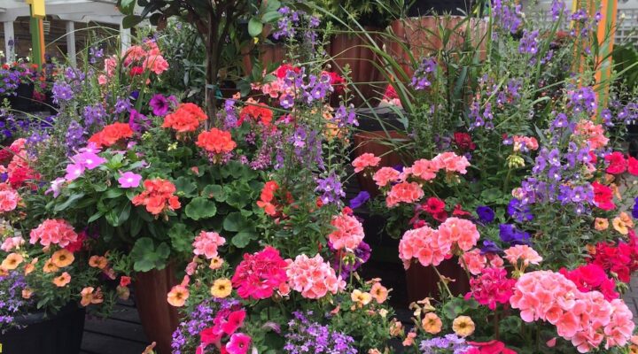 summer annual container 2 summer annual container 2