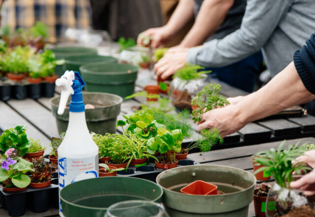 classes-terrarium-workshop people making a terrarium with a variety of plants