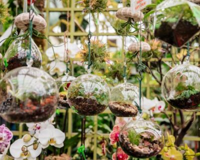 terrariums-1 terrariums-1