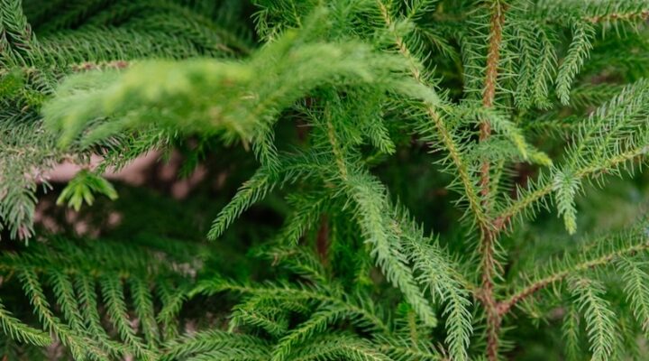 winter-norfolkpines winter-norfolkpines
